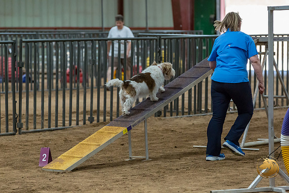Agility Std Open National 8%22 ChloeJJJ_6742-PBGVKrvlTX2019-HR3