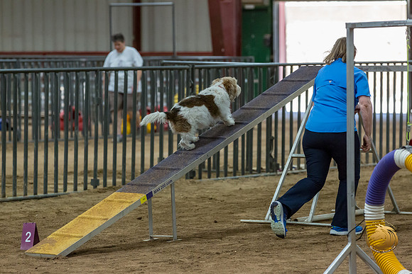 Agility Std Open National 8%22 ChloeJJJ_6743-PBGVKrvlTX2019-HR3