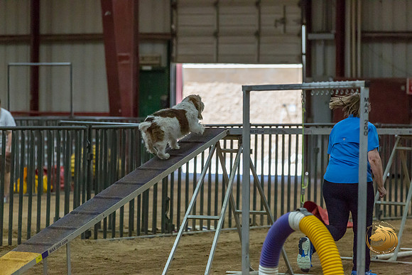 Agility Std Open National 8%22 ChloeJJJ_6746-PBGVKrvlTX2019-HR3