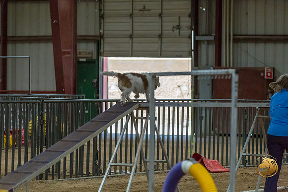 Agility Std Open National 8%22 ChloeJJJ_6747-PBGVKrvlTX2019-HR3