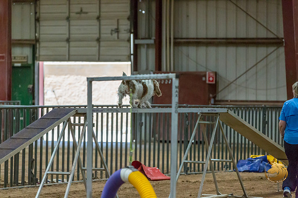 Agility Std Open National 8%22 ChloeJJJ_6749-PBGVKrvlTX2019-HR3