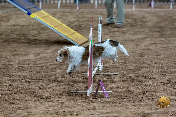 Agility T2B Regional 8%22 ChloeJJJ_5067-PBGVKrvlTX2019-HR3