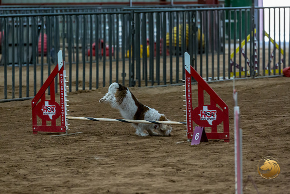 Agility T2B Regional 8%22 ChloeJJJ_5070-PBGVKrvlTX2019-HR3