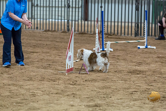 Agility T2B Regional 8%22 Chloe-2JJJ_5623-PBGVKrvlTX2019-HR3
