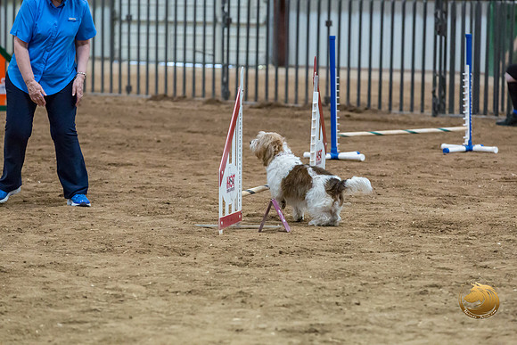 Agility T2B Regional 8%22 Chloe-2JJJ_5624-PBGVKrvlTX2019-HR3