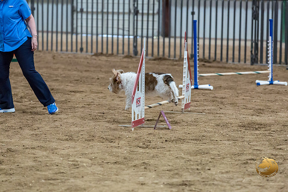 Agility T2B Regional 8%22 Chloe-2JJJ_5626-PBGVKrvlTX2019-HR3