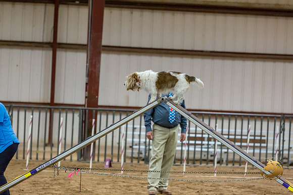 Agility T2B Regional 8%22 Chloe-2JJJ_5633-PBGVKrvlTX2019-HR3
