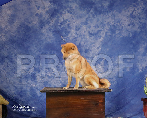 shib-1678-GRJan14-HR