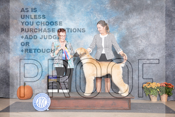 Afghan Hound #6 Fri WBBOWBOBOHBOB NCH Judge Ann Myer__JP_8308_Humble_2024_HR3