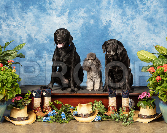 Susan Dyer Cody Josie Casey_SSR_6059_Msqte2019-HR3