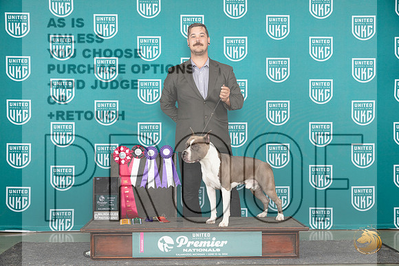 American Pit Bull Terrier #206 Card__JP_3339_Premier_2024_HR3