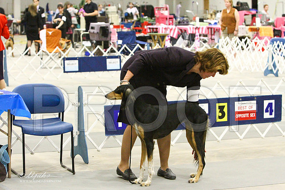 saluki-3448LR