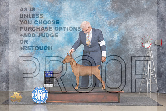 German Pinscher #7 Thurs G1 Judge Denise Dean__JP_4993_Amarillo_2024_HR3