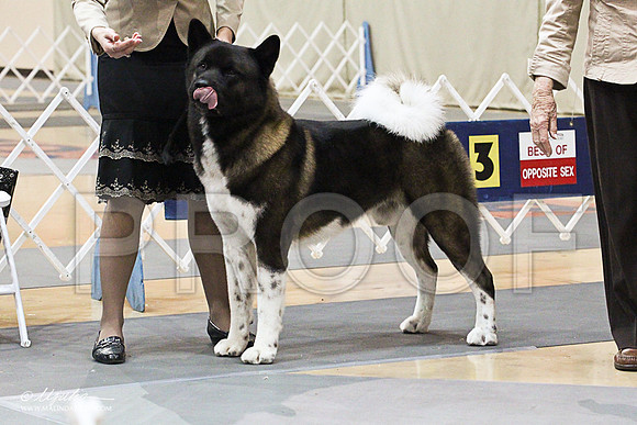 Akita-1335
