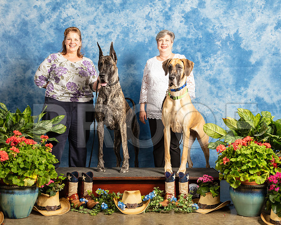 #R143 Sat Great Danes Portrait_SSR_6261_Msqte2019-HR3