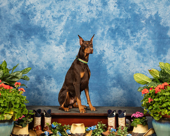 Gus Doberman_SSR_6282_Msqte2019-HR3