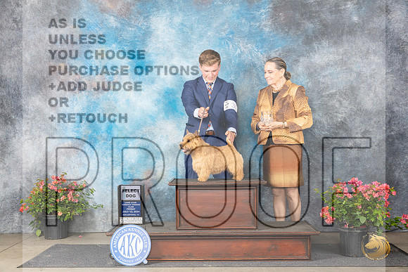 Norwich Terrier #33 Fri SD Judge Elizabeth ‘Beth’ Sweigart__JP_4109_San Antonio_2024_HR3