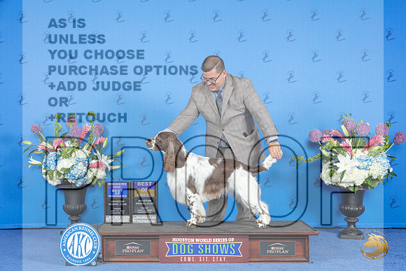 English Springer Spaniel #11 FRI WD BOB BOW Judge Jamie Hubbard__JP_9252_Houston_2024_HR3