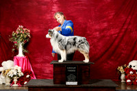 Miniature American Shepherd Sun G3