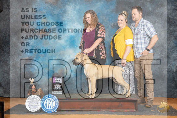 Boerboel #9 Sun PG1 Judge Pamela Wilson__JP_8535_MARSHALL_2024_HR3