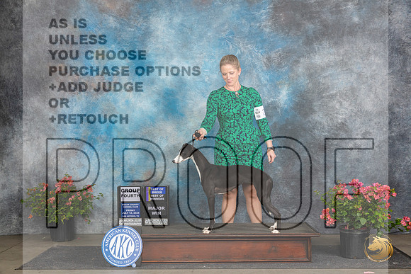 Whippet #24 Fri BOBMG4 Judge Polly (Mrs Robert) D Smith__JP_4357_San Antonio_2024_HR3