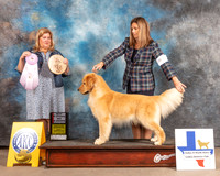 Golden Retriever #97 Fri BOSSweeps Judge Ellen Schultz