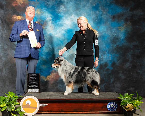 Miniature American Shepherd #5 Fri OHRBIS Judge Dr Steve Keating-SSR_2176-HR3