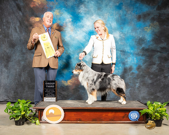 Miniature American Shepherd #5 Sun G3 Judge Dr Steve Keating-SSR_2689-HR3
