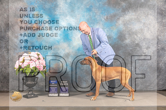 Rhodesian Ridgeback #20 FRI BOW WB Judge? *R*_MJ_5360_Houston_2022_HR3