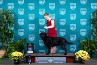 Labrador Retriever #164 Sat