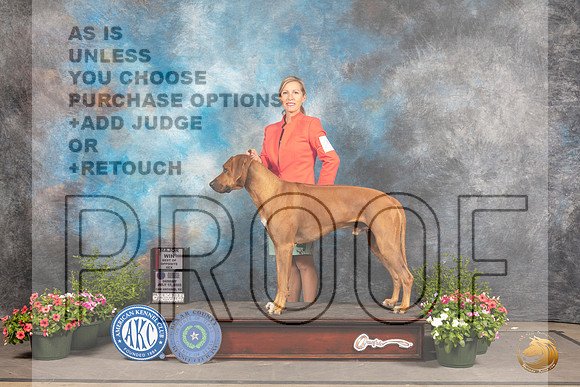 Rhodesian Ridgeback #25 SD Judge Michael Canalizo_MJ_0804_SA_2022_HR3