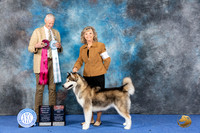 Alaskan Malamute #14 WED BOBOH BOS Judge Jon Cole