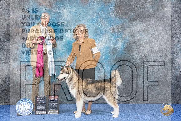 Alaskan Malamute #14 WED BOBOH BOS Judge Jon Cole__JP_6775_Houston_2024_HR3