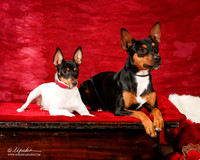 Angie Angello Rat Terrier Valentines