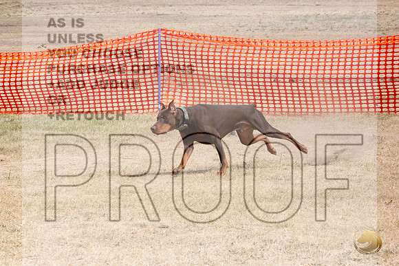 Doberman Pinscher Percision Coursing Sat Longview WA 2024_JJL_3690_Longview WA_2024_HR3
