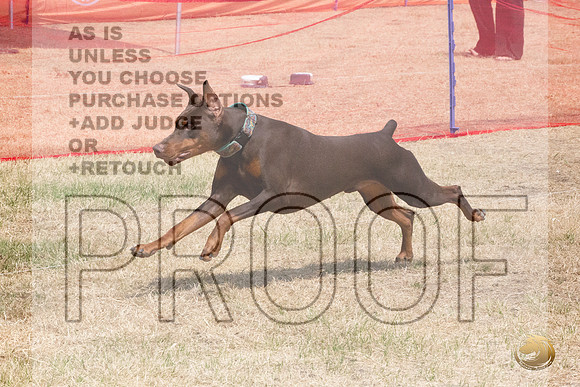 Doberman Pinscher Percision Coursing Sat Longview WA 2024_JJL_3695_Longview WA_2024_HR3