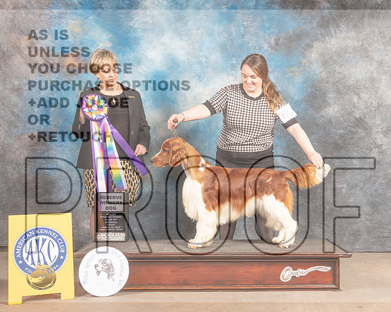 Welsh Springer Spaniel #65 Fri RWDJudge Peggy Beisel McIlwainer-MMJ_7861-FW2022-HR3