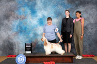 Cocker Spaniel Parti #6 Sun G4 Judge Sidney Marx