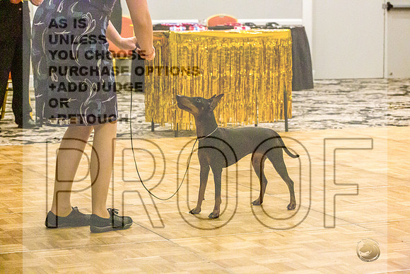 Manchester Terrier MTOY Candids-JJL_2045-Hstn2022_HR3