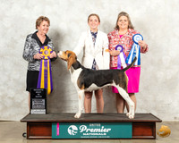 Treeing Walker #1408 Sat RBIS Judge Sandra Kowalski