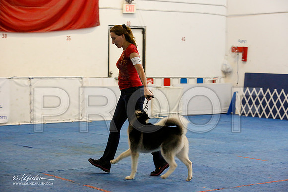 _M3_9428-AddisonHuskyMar2015-HR3