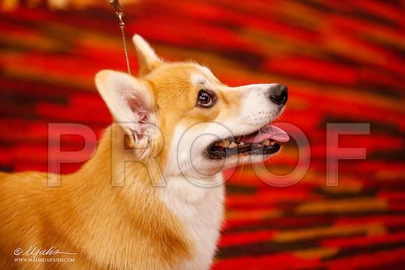_JJ_0700-HstnCorgiFeb2015-HR3