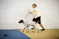 Gun Dog Group Sat Ring S2
