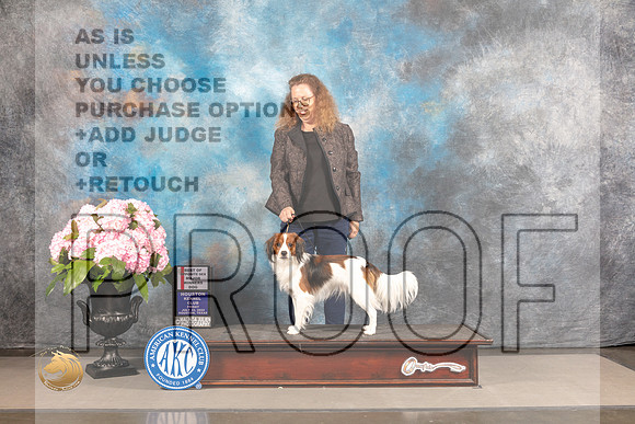 Nederlandse Kooikerhondje #9 FRI WD BOP Major Judge Linda Hurlbaus_MJ_5659_Houston_2022_HR3