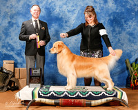 Golden Retriever #39 Sun BOB