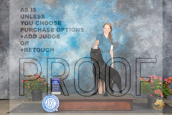Cane Corso #7 Sat WDBOW Judge Paul F Willhauck__JP_5365_San Antonio_2024_HR3