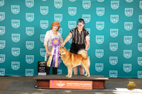 Finish Spitz #218 Sun BIS Judge Sharon Griffon