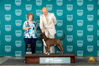 American Pit Bull Terrier #843 Sat AOE Judge Corianna Glenn