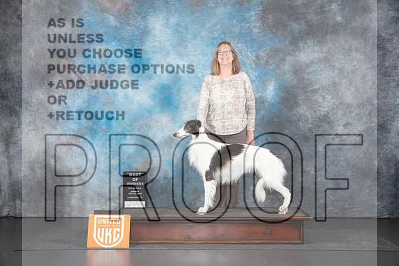 Silken Windhound #160 Sun BOW Judge Sandra Phillips__JP_1406_UKCLNGVIEWOCT2024_2024_HR3