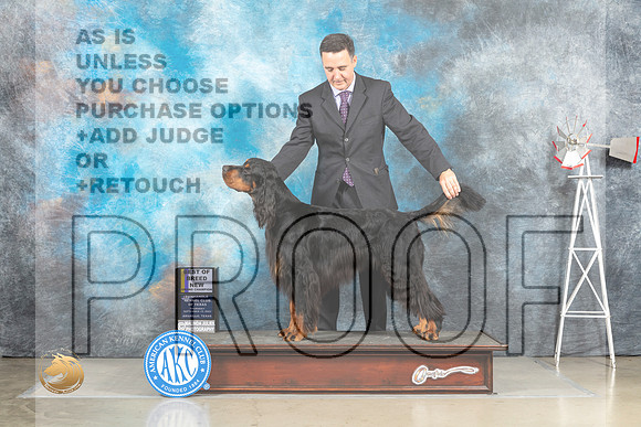 Gordon Setter #5 Sat BOBGr Judge Jill Warren_MJ_4679_Amarillo_2022_HR3